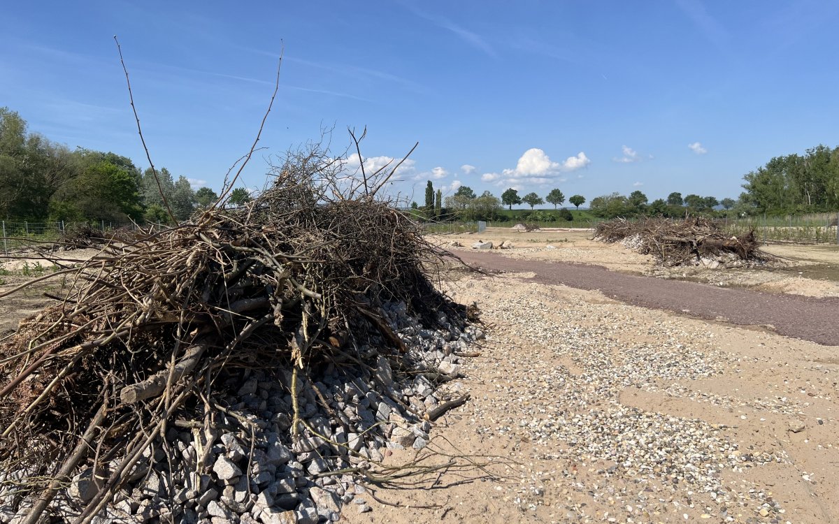 240510_dannstadt_eidechsenhabitat-30.jpg