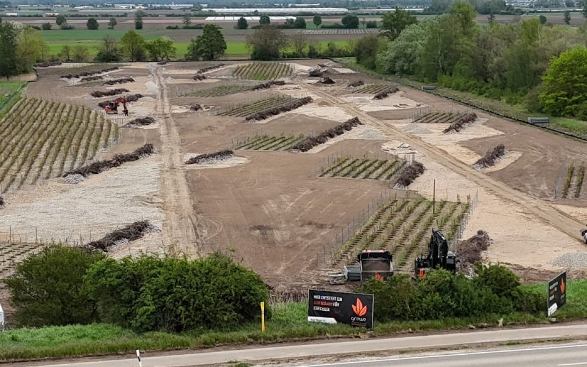 240510_dannstadt_eidechsenhabitat-25.jpg